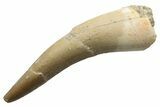 Fossil Plesiosaur (Zarafasaura) Tooth - Morocco #249567-1